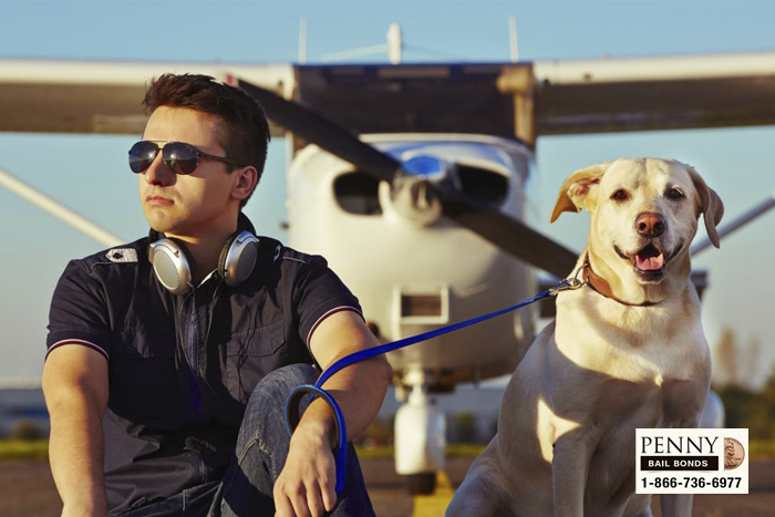 This latest incident has raised the question of what options do pet owners have when they need to transport their pet long distances. | Penny Bail Bonds | San Bernardino Bail Bonds call-san-bernardino-bailbonds