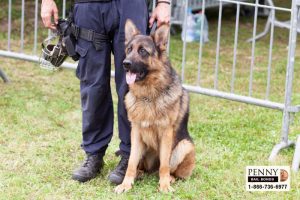 K9 Heroes in California Super Dogs