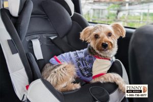 leaving dog in car