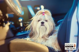 pet endangerment laws