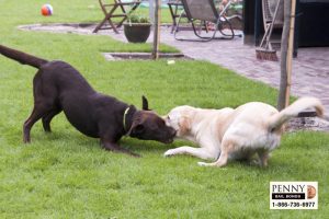 consequences for dogfighting