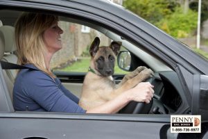 distracted driving with pet laws