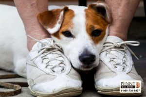 pet safety 4th of july san bernardino bail bonds