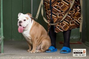 pet safety during summer rancho cucamonga bail bonds