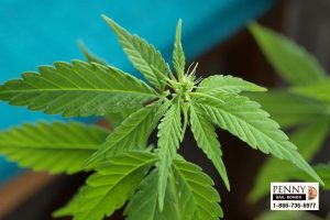 california marijuana sale laws