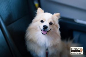 can you leave a dog in cold car san bernardino bail bonds
