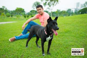 california leash laws