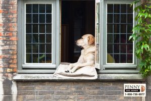 dog barking laws california