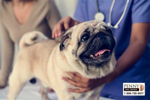 animal cruelty laws california
